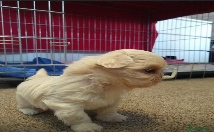 Shih Tzu dogs - Advert 8