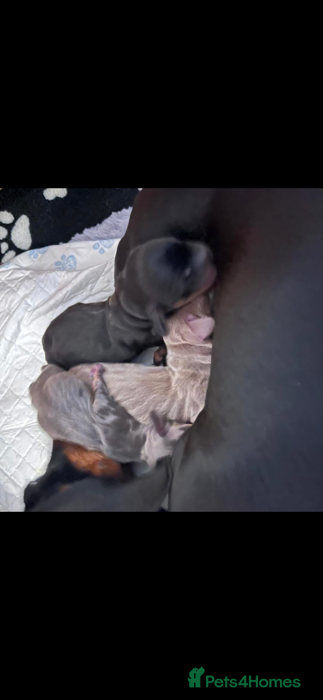 Miniature Dachshund dogs for sale: 3 handsome miniature dachshund boys! - Image 10