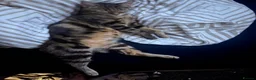 Mixed Breed cats for sale: 🐾 Stunning Bengal Mix Female 🐾 - Advert 4