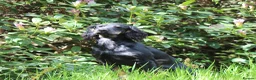 Cocker Spaniel dogs for stud: Black and Tan Cocker Spaniel at Stud - Advert 5