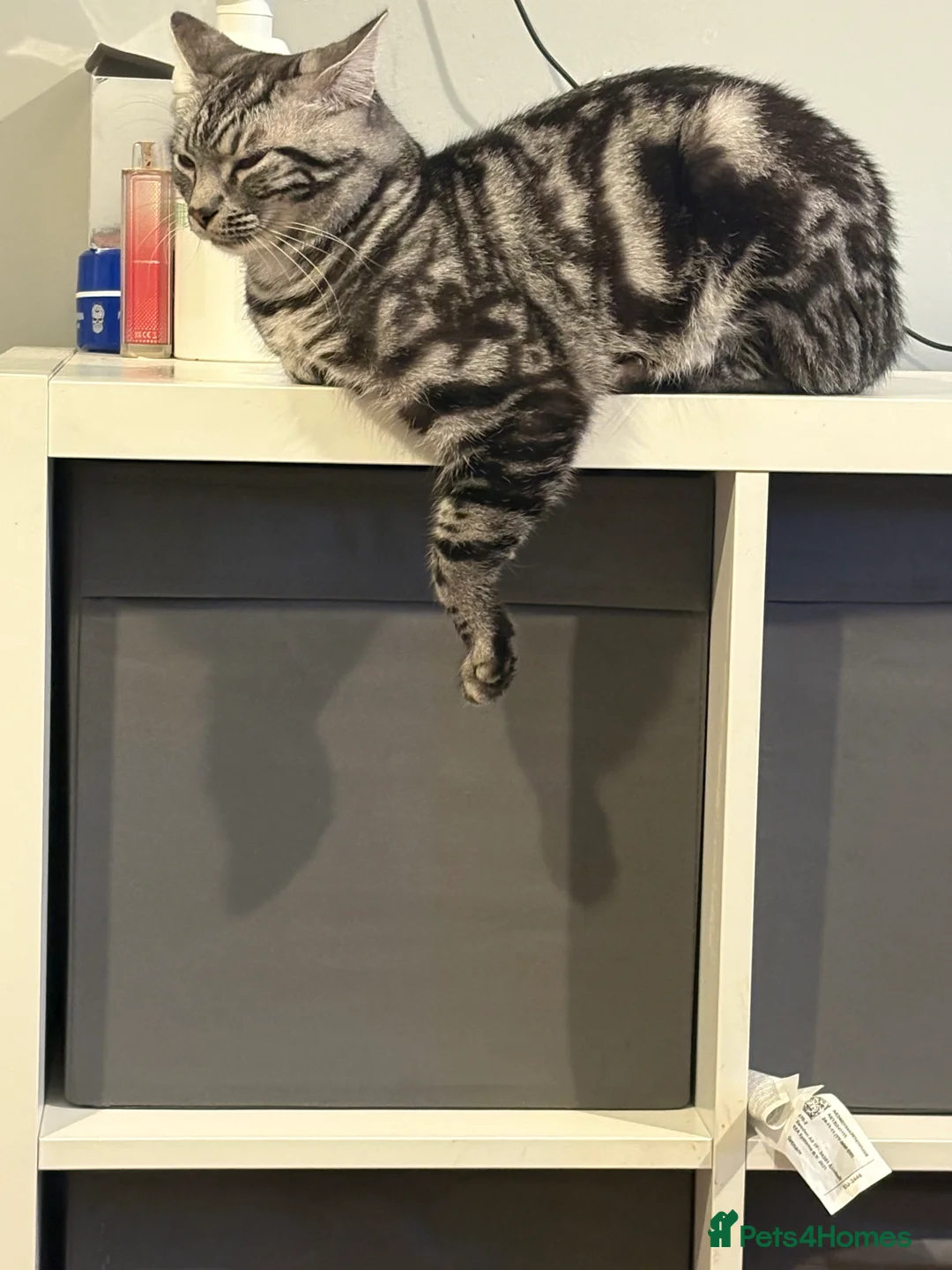 Mixed Breed cats for sale: 1 year old male cat  - Advert 1