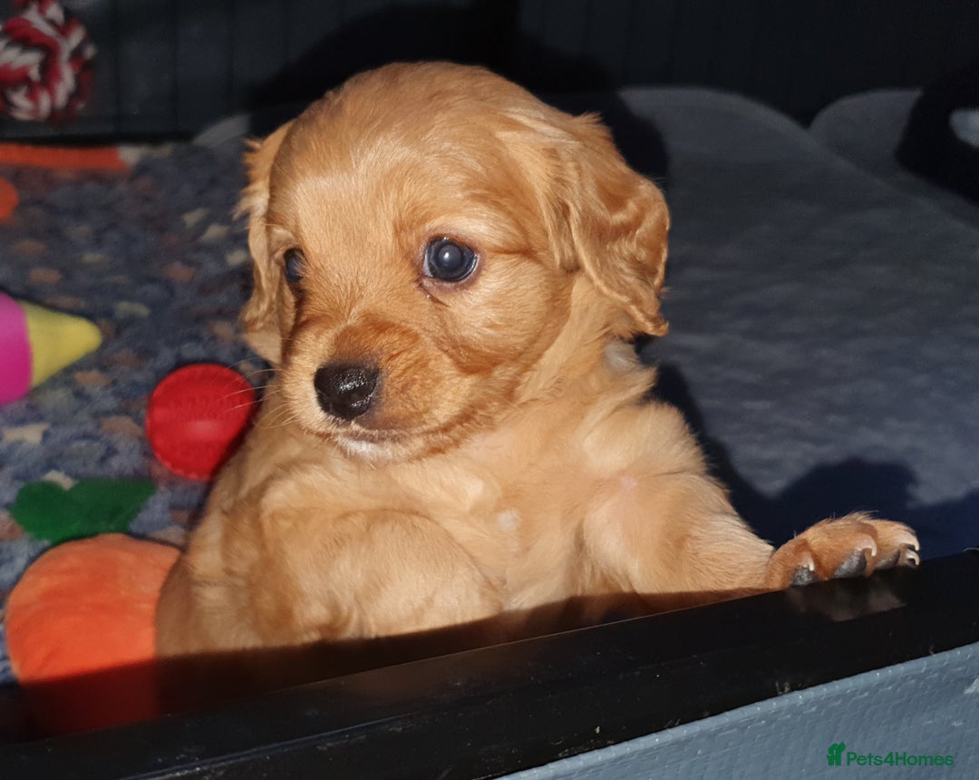 Mixed Breed dogs for sale: Beautiful red and fawn colour Cavapoochons pups - Advert 15