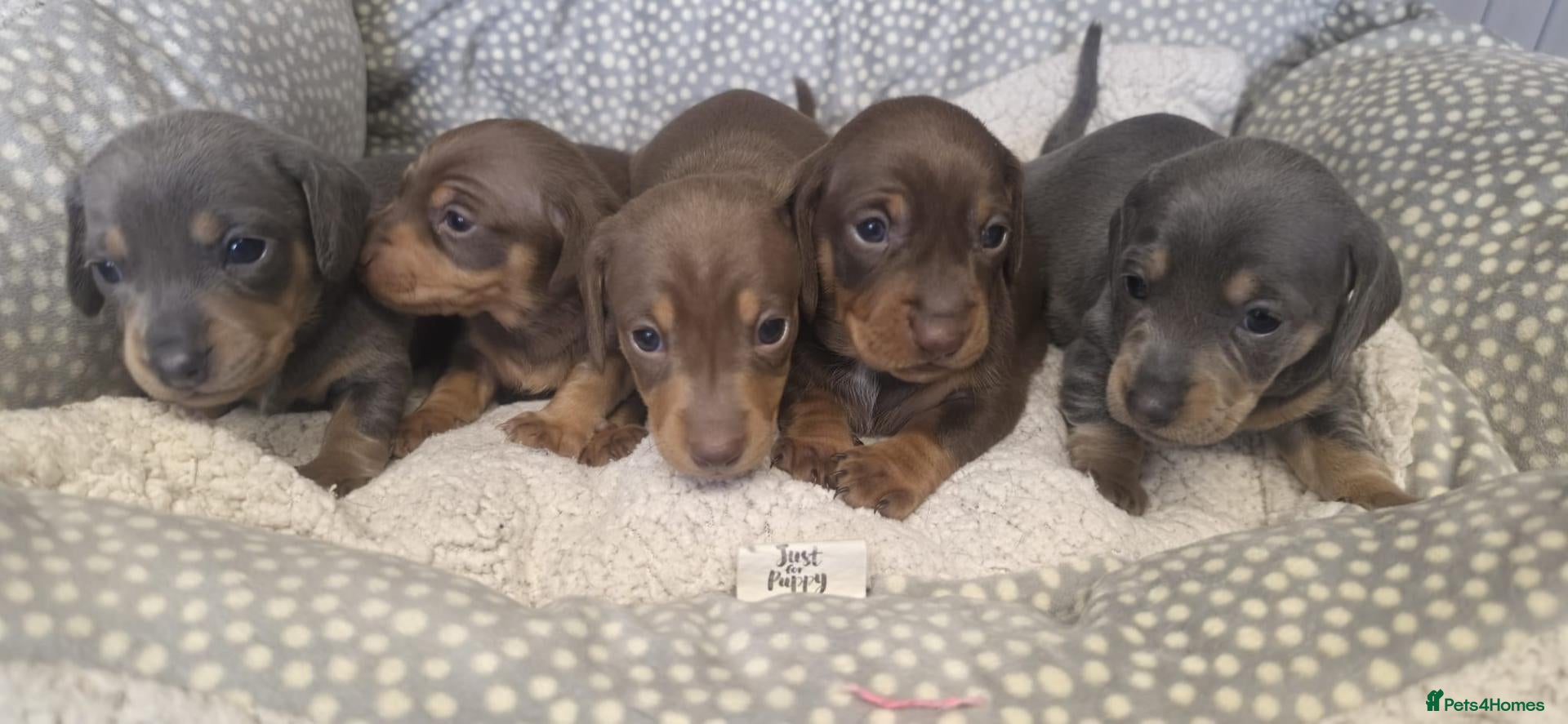 Miniature Dachshund dogs Adorable KC registered miniature dachshund puppies - Advert 1