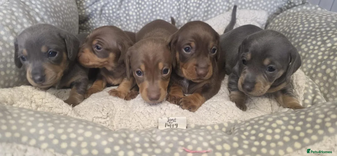 Miniature Dachshund dogs for sale: Adorable KC registered miniature dachshund puppies in Leeds - Advert 1