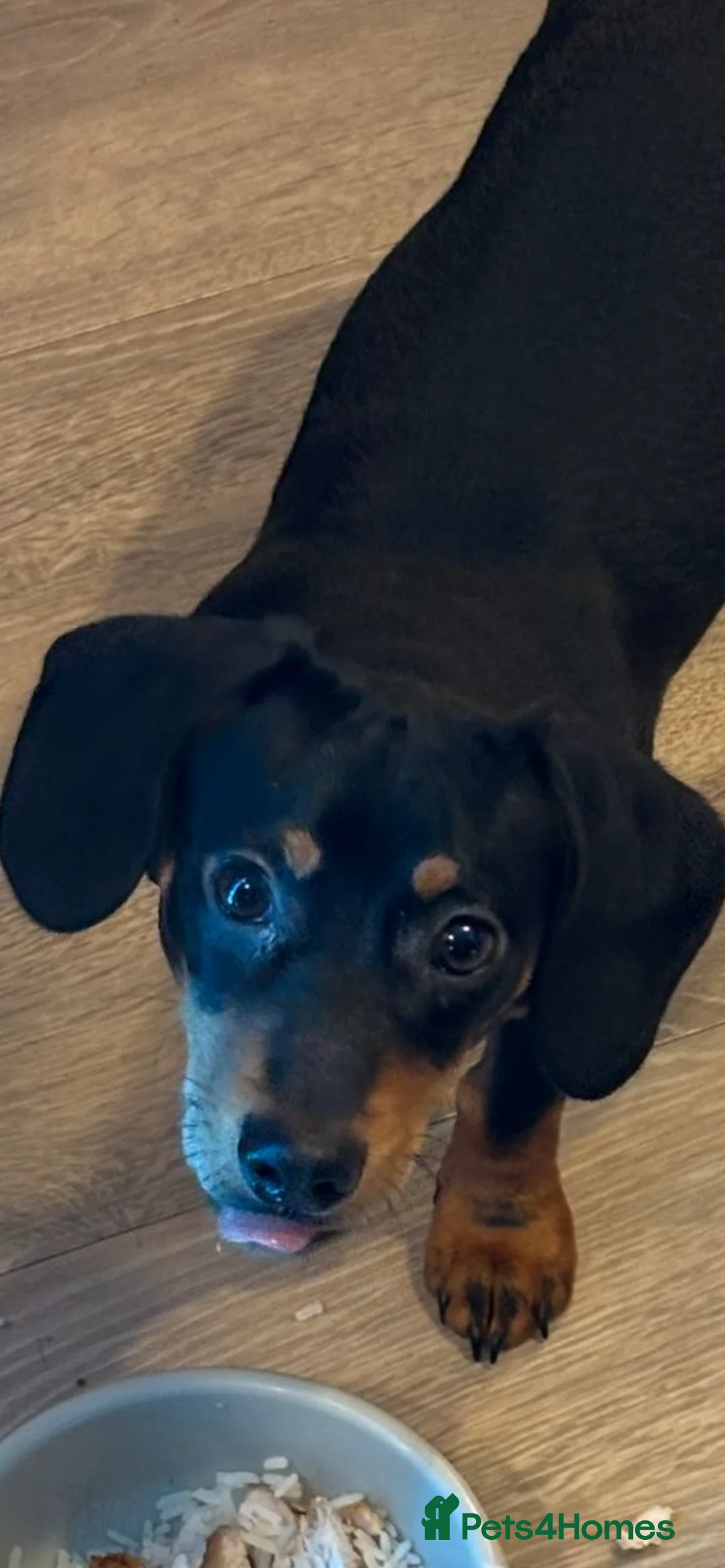 Dachshund dogs for sale: Dachshund  - Advert 3