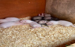 Ferret rodents for sale: Ferrets for sale - Image 1