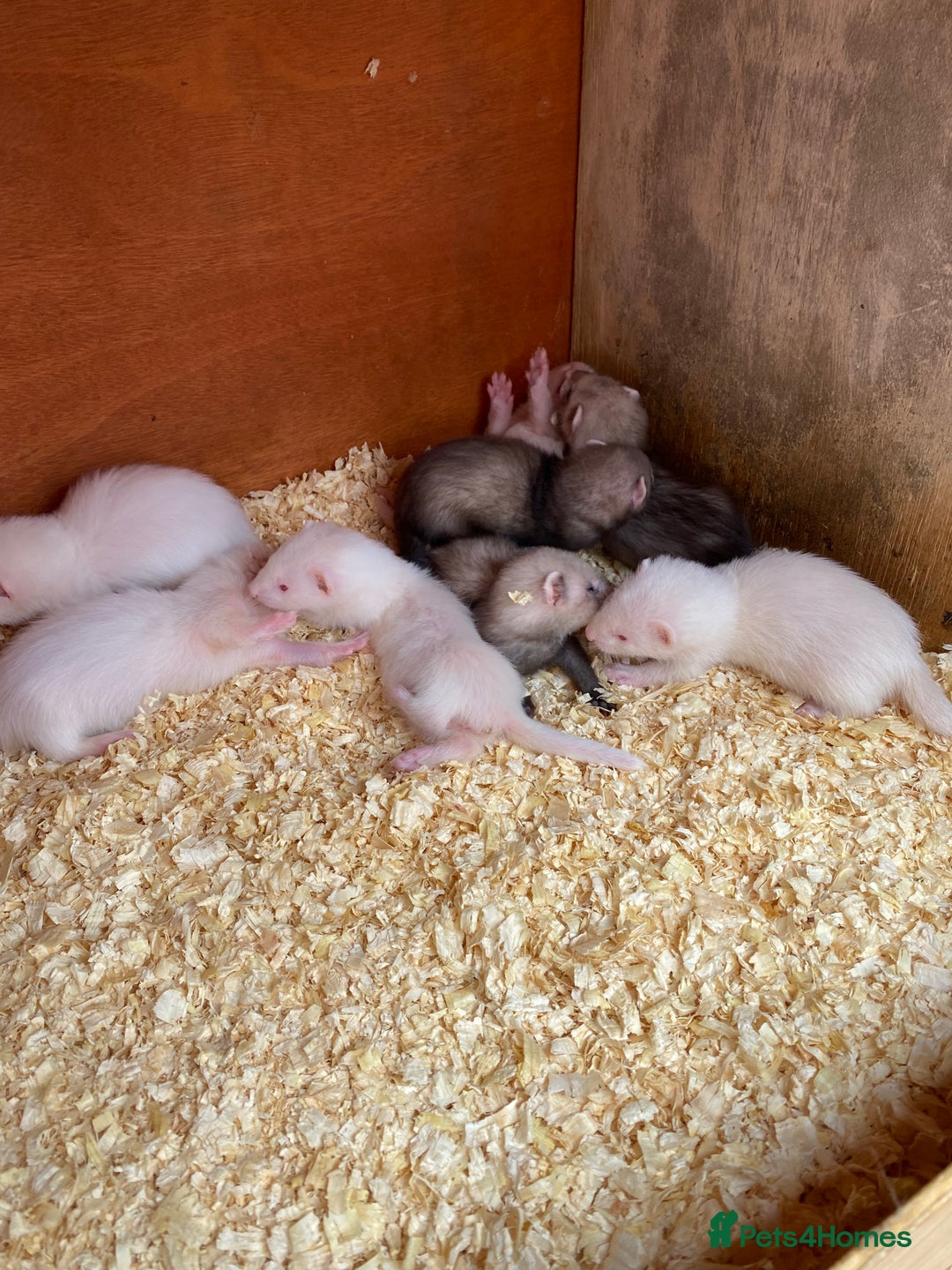 Ferret rodents for sale: Ferrets for sale - Image 1