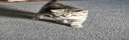 British Shorthair cats for sale: Gorgeous British Shorthair  - Advert 2