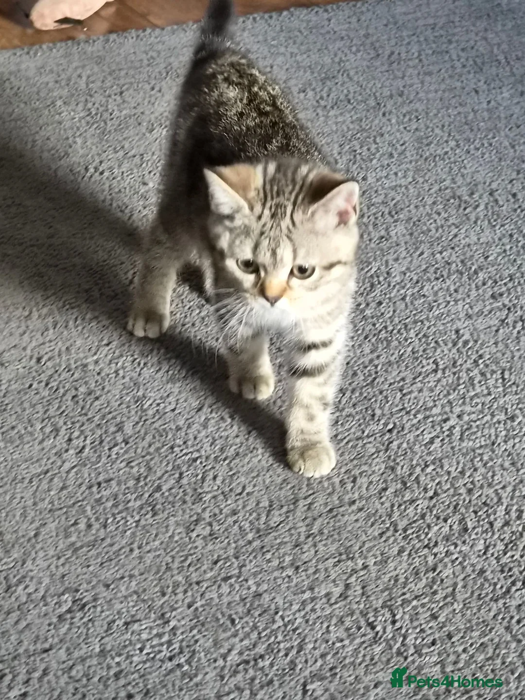 British Shorthair cats for sale: Gorgeous British Shorthair  - Advert 2