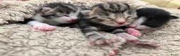 Mixed Breed cats for sale: 5 BEAUTIFUL KITTENS LOOKING FOR THEIR FOREVERHOMES in Worcester - Advert 9