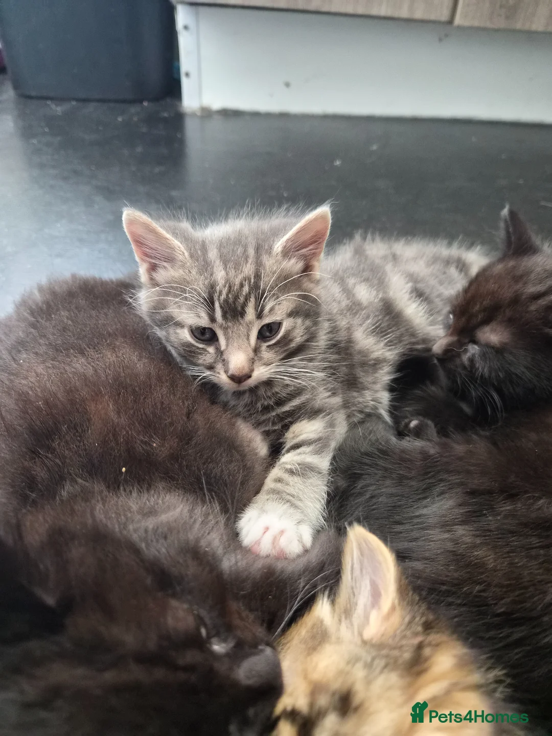 Mixed Breed cats for sale: Kitten  in Oldbury - Advert 1