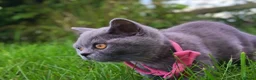 British Shorthair cats for sale: Ready to go. Gccf registered blue BSH kittens - Advert 19
