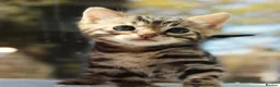 Bengal cats for sale: CUTE BENGAL FEMALE (TICA REG) - Advert 5