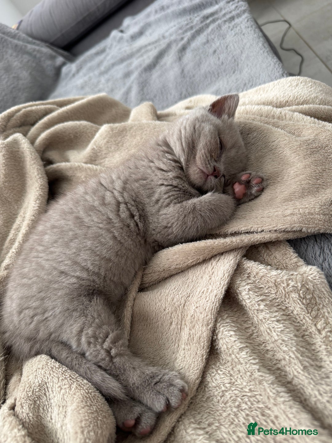 British Shorthair cats for sale: British shorthair kittens  - Image 6