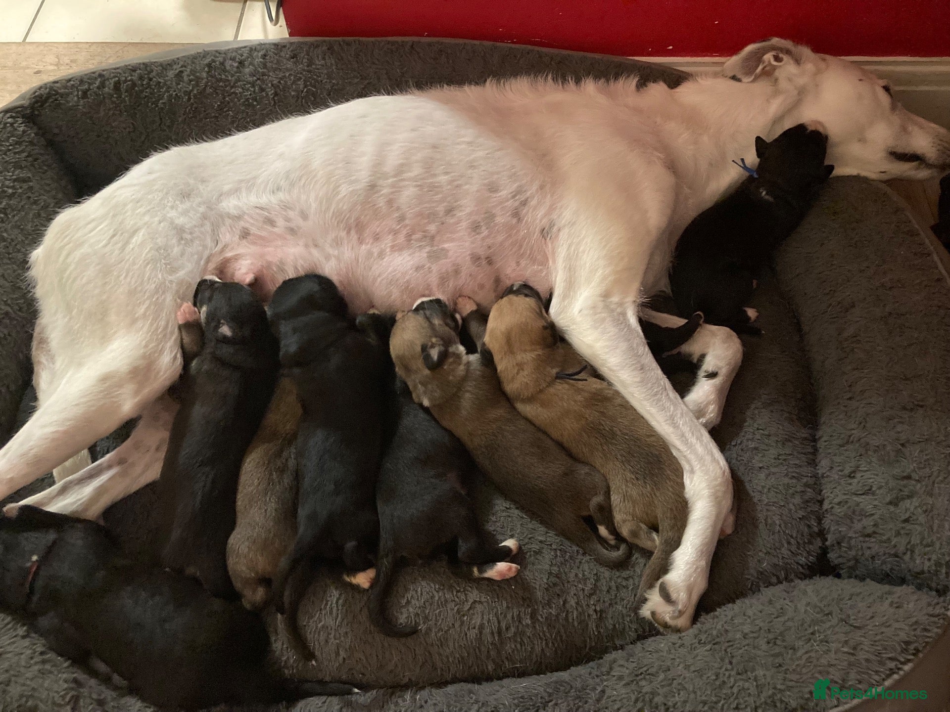 Lurcher dogs Bedlington Whippet x Greyhound Lurcher Puppies - Advert 1