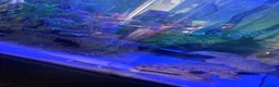 Axolotl reptiles for sale: Full large Axolotl set up with 2 axolotls  - Advert 3