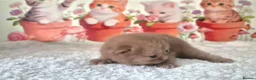 British Shorthair cats for sale: ** Beautiful TICA Registered kittens ** - Advert 8