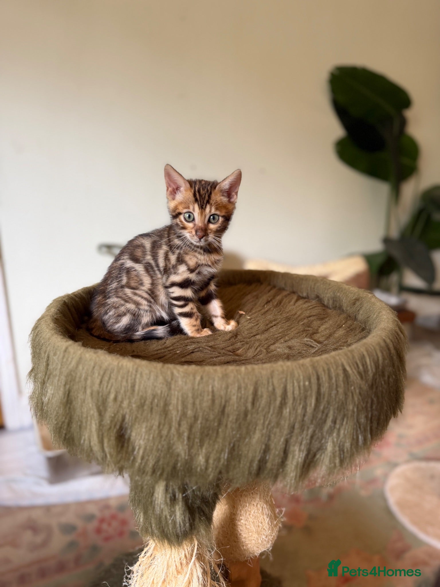 Bengal cats Last Boy Left! Brown Rosette Bengal Kitten! - Advert 2