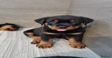 Rottweiler dogs - Advert 4