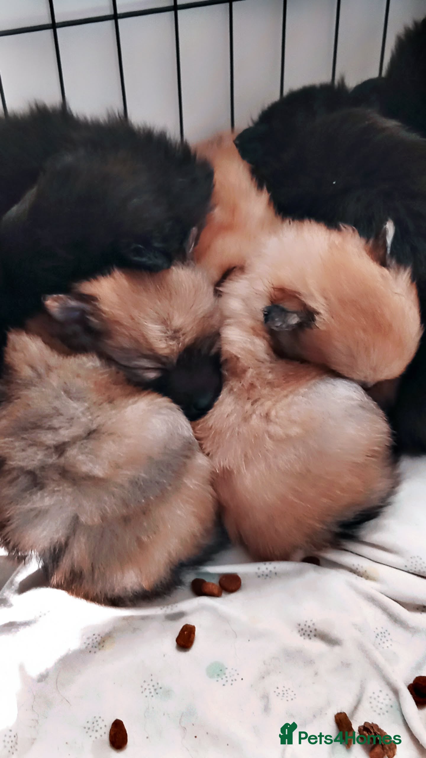 Pomeranian dogs Pomeranian fluffy bears 🐻  - Advert 1