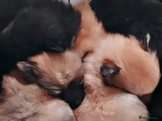 Pomeranian dogs Pomeranian fluffy bears 🐻 - Advert 1