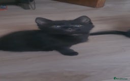 British Shorthair cats for sale: Lovely 1 black and 2 black & white kitten - Image 20