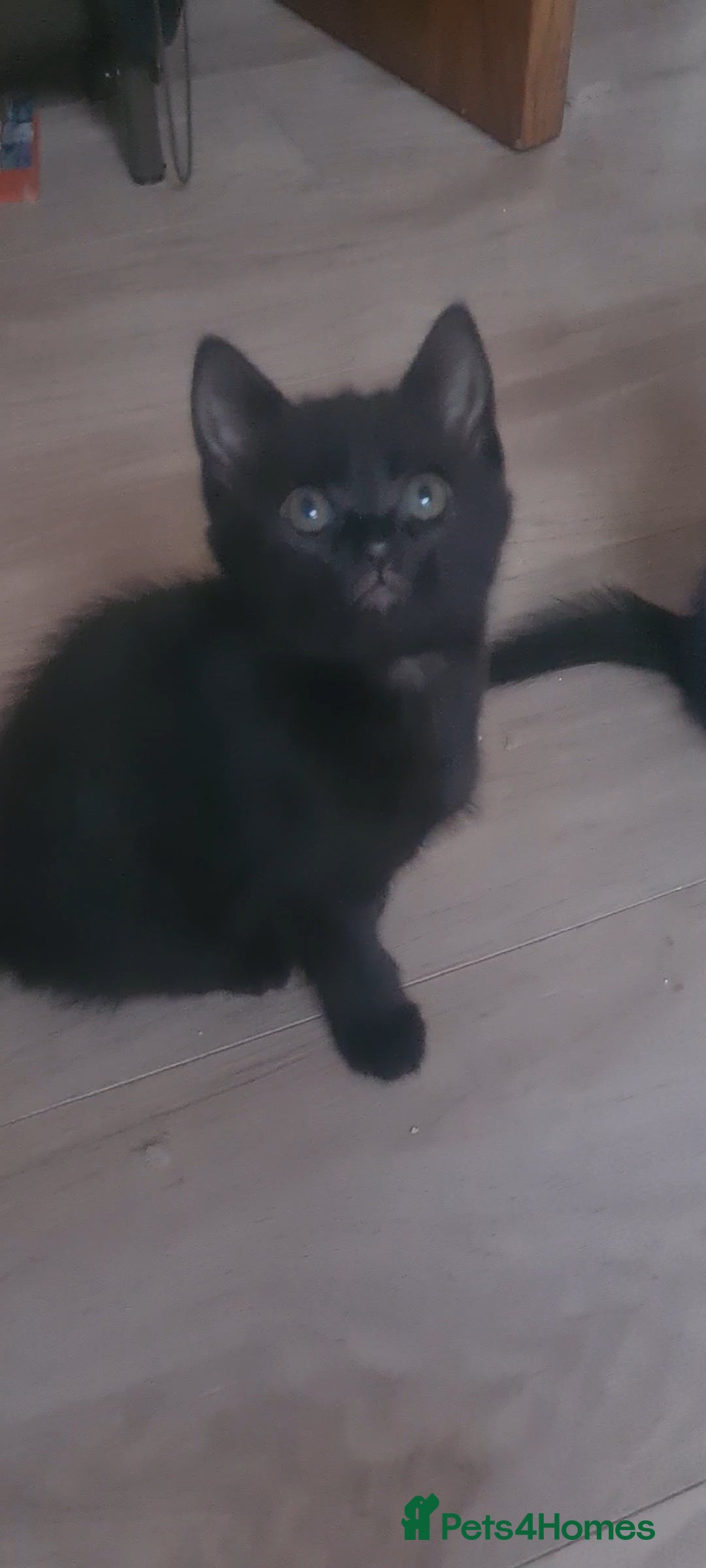 British Shorthair cats for sale: Lovely 1 black and 2 black & white kitten - Image 20