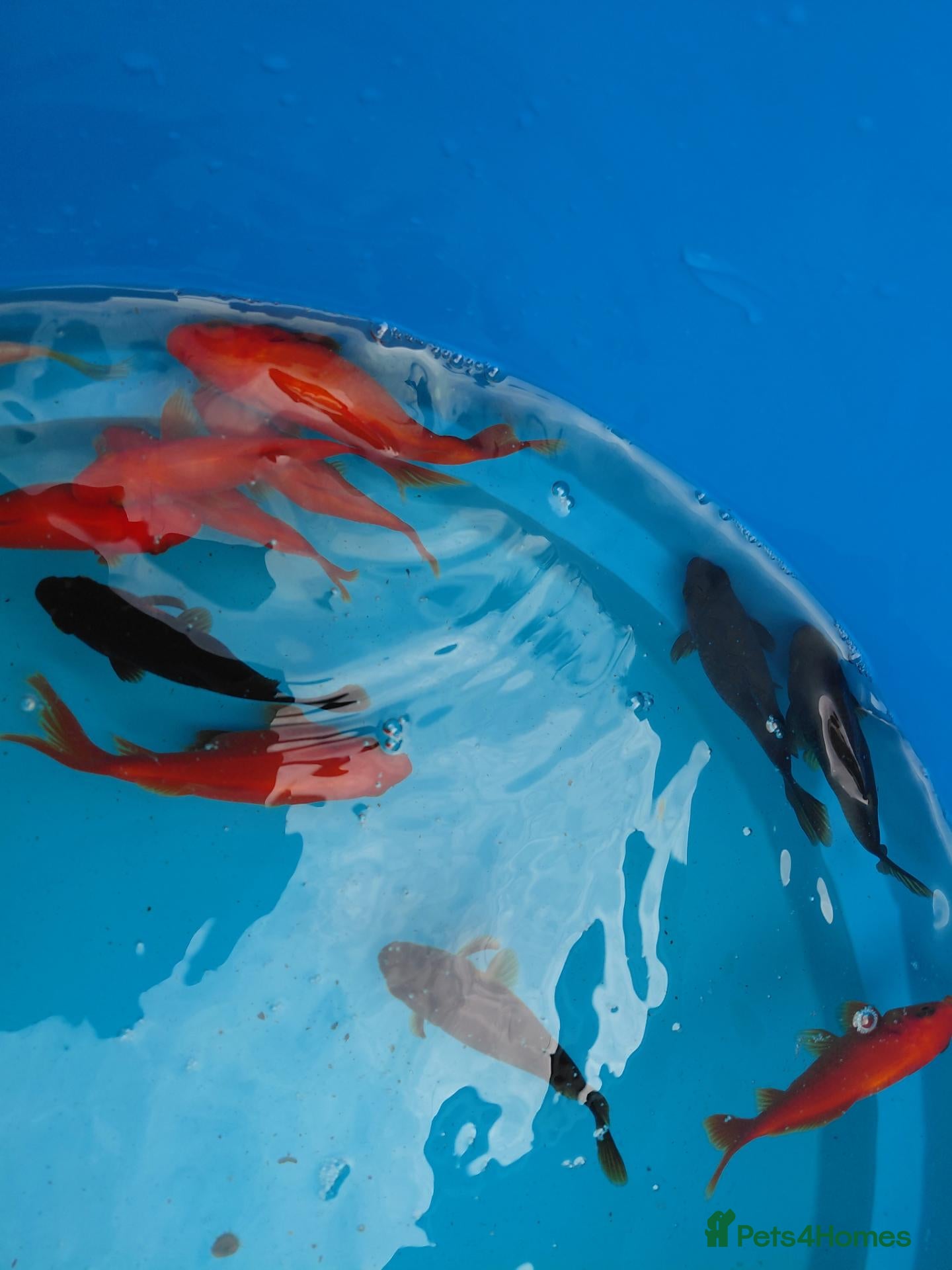 Goldfish fish Goldfish - Advert 2