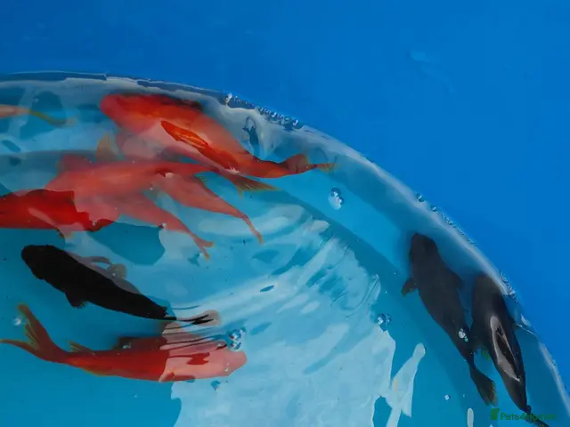 Goldfish fish Goldfish - Advert 2