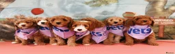 Double Doodle dogs for sale: Gorgeous Australian double doodle puppies - Advert 4
