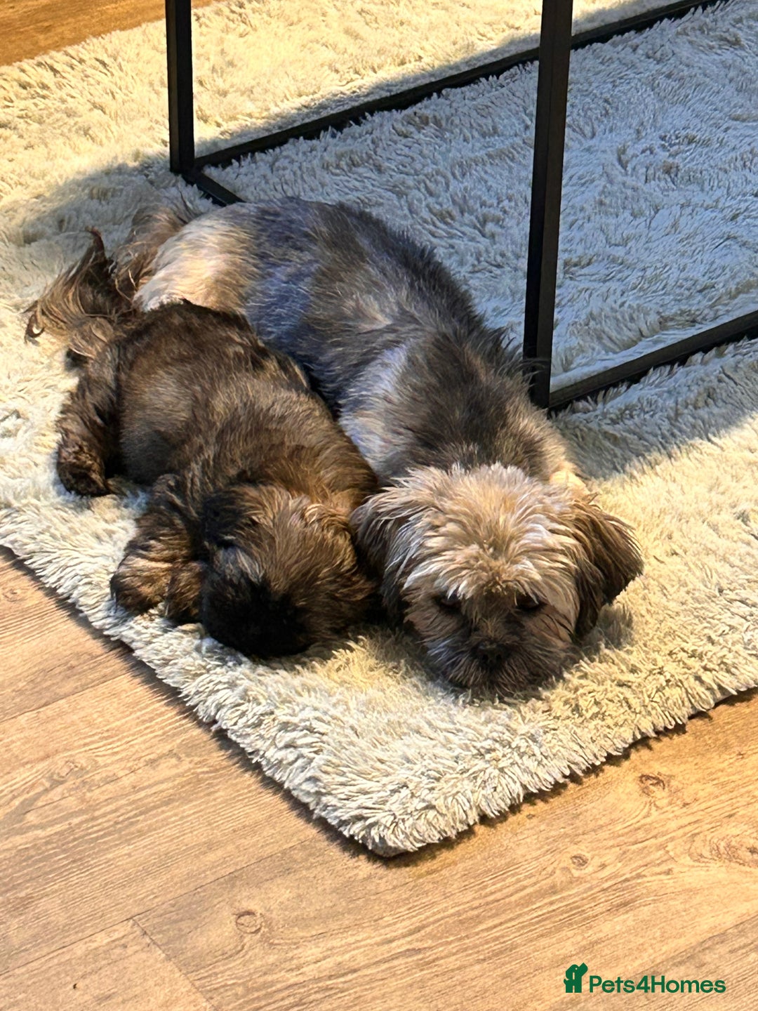 Shih Tzu dogs for sale: Price reduced too £550 One dark brown male shihtzu - Advert 2