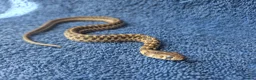 Garter Snake reptiles for sale: Green checkered garter baby snakes. in Gillingham - Advert 3