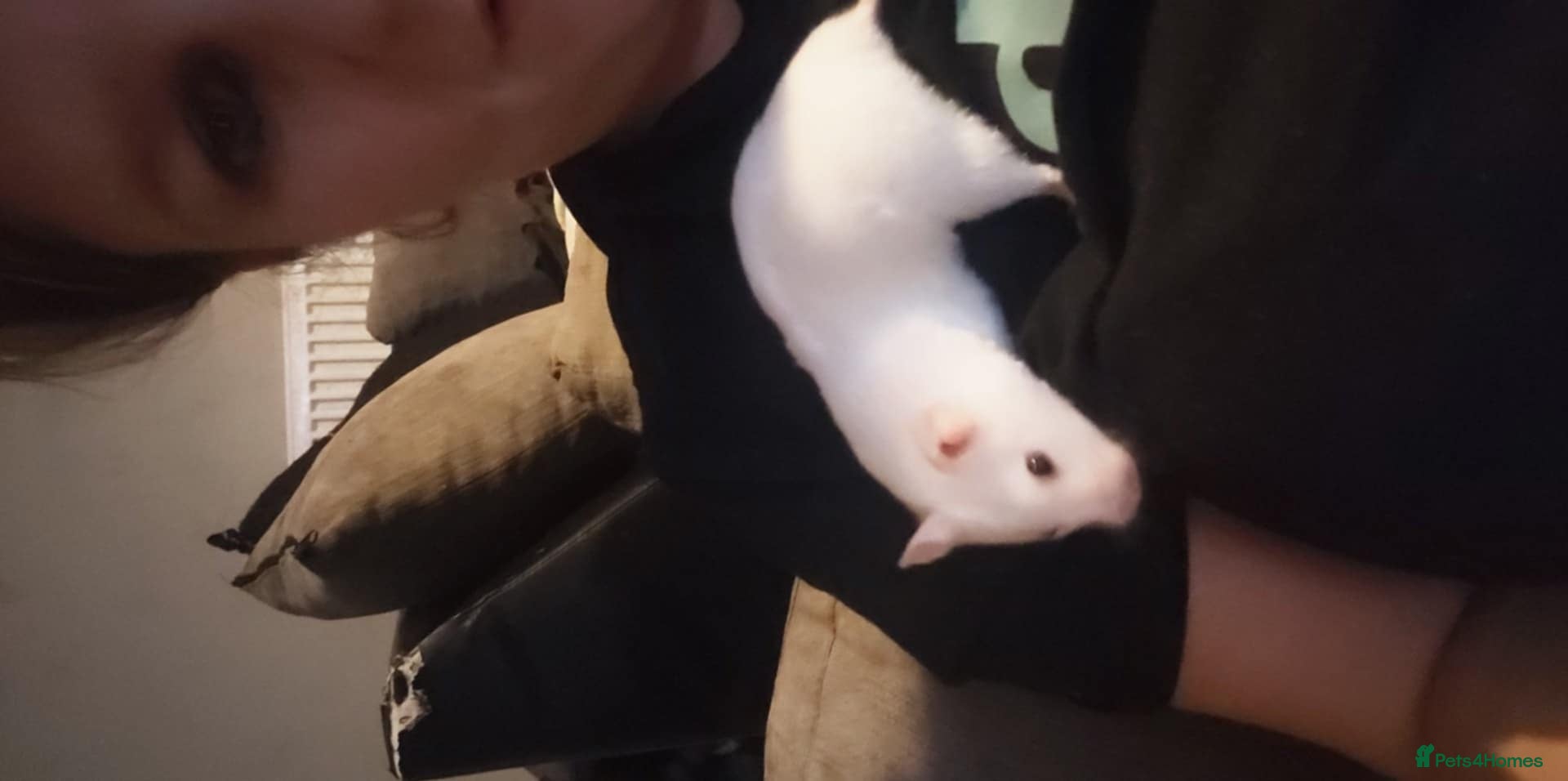 Hamster rodents Syrian hamster  - Advert 4