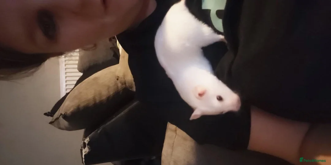 Hamster rodents for sale: Syrian hamster  in Stourbridge - Advert 1