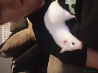 Hamster rodents Syrian hamster - Advert 4