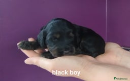 Cockapoo dogs for sale: Stunning cockapoo puppies  - Image 26