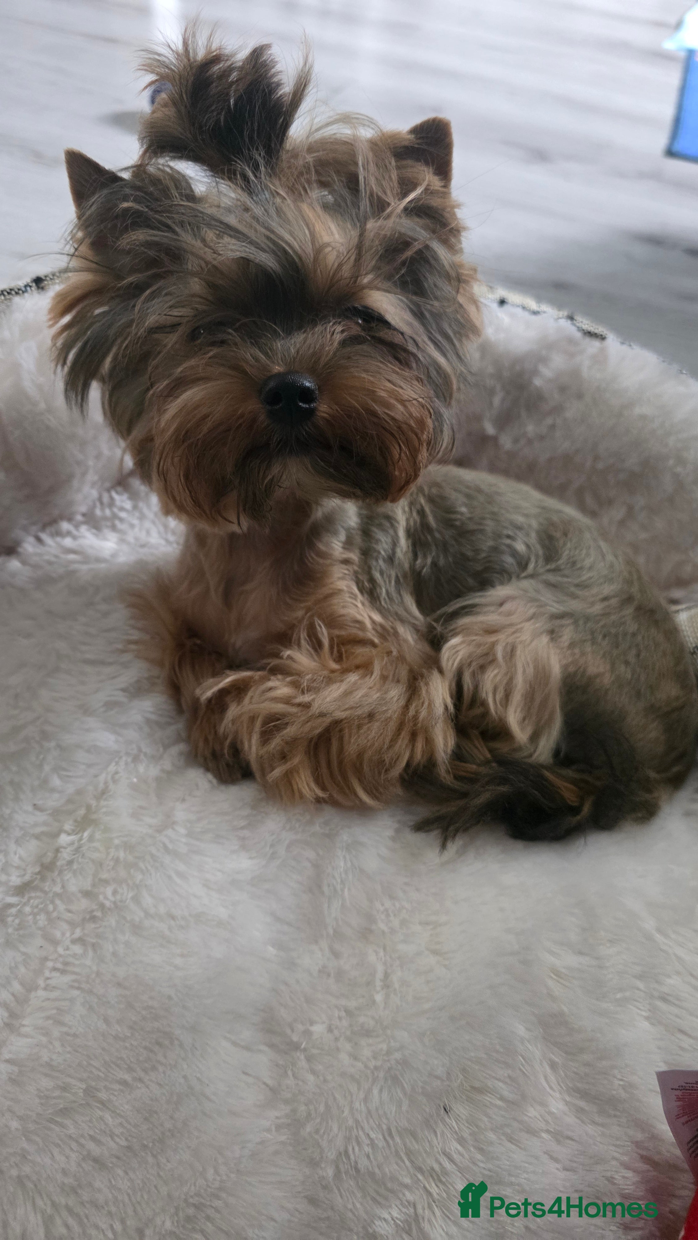 Yorkshire Terrier dogs Mini Yorkshire terrier boy - Advert 2