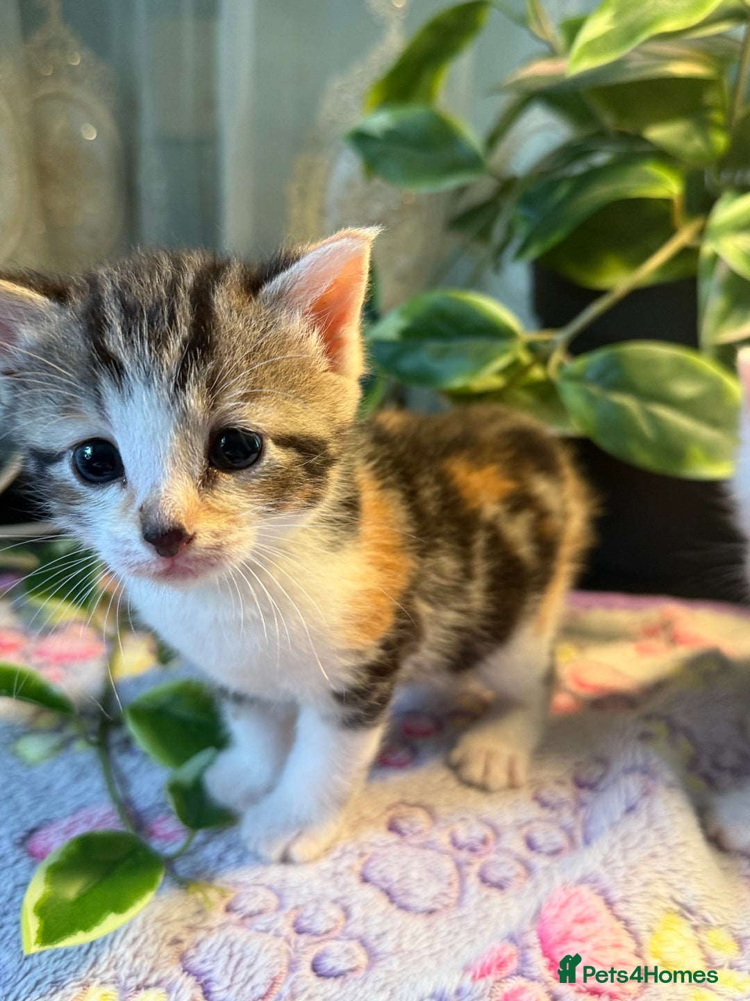 Khao Manee cats for sale: 6 kittens. 2 male and 4 female  - Image 9