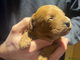 Cavapoo dogs Stunning F2 Bitch Available - Advert 5