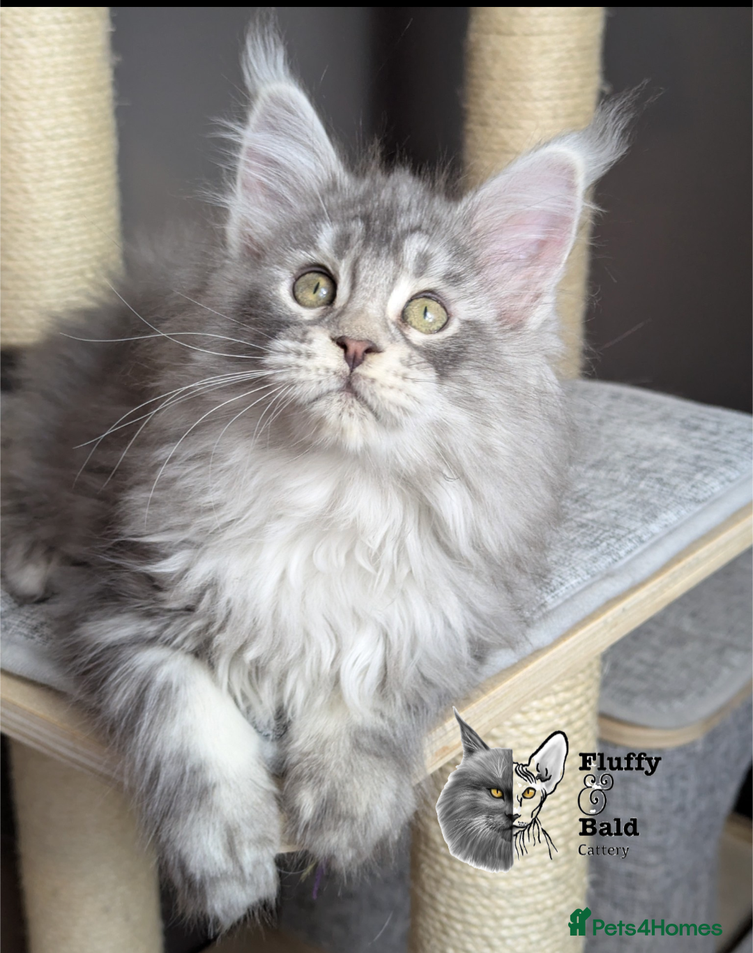 Maine Coon cats for sale: Outstanding siblings Russian bloodline  - Advert 2