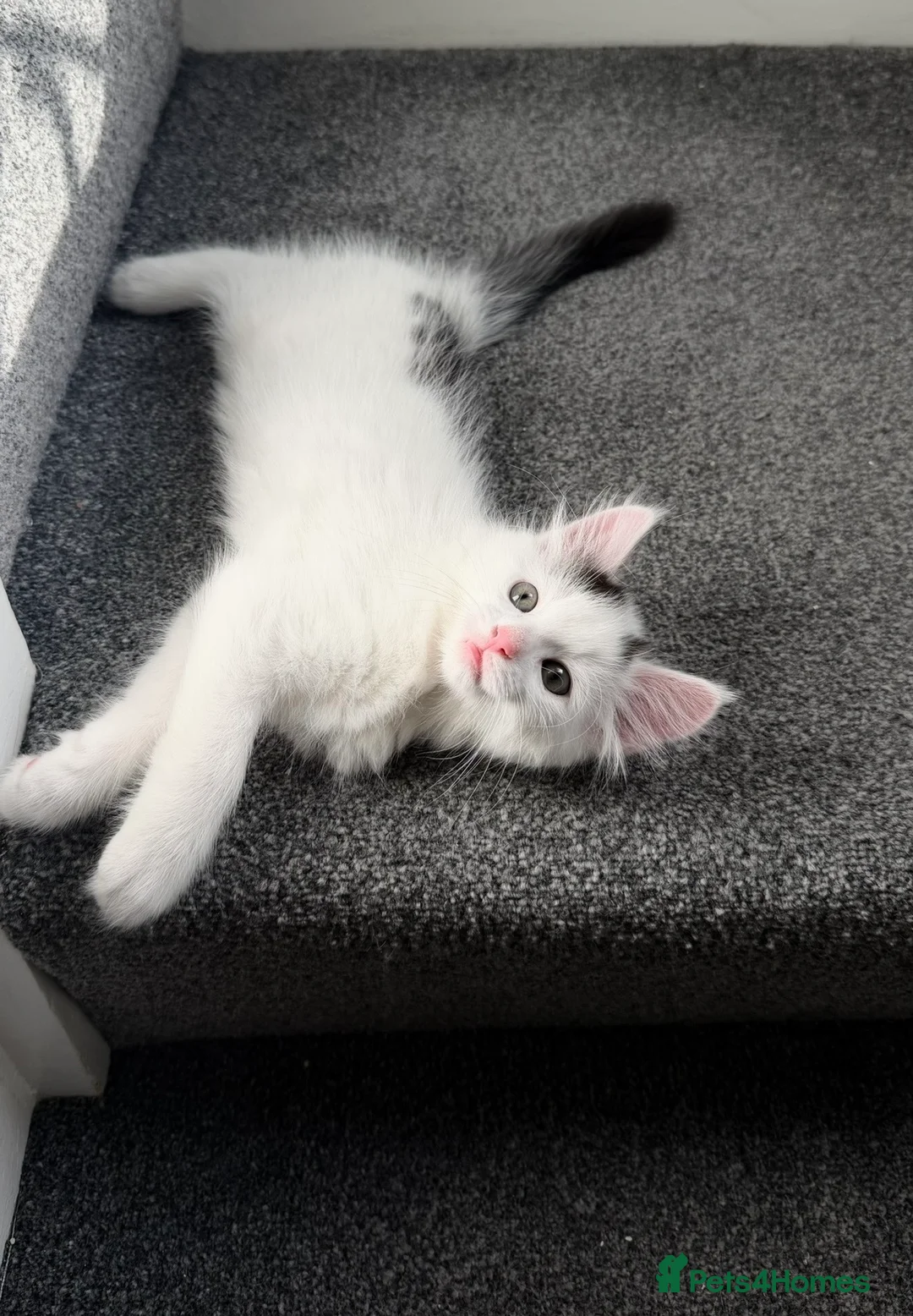 Mixed Breed cats for sale: Adorable and fluffy kittens  - Advert 2