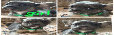 Puppy 6 blue and tan green collar. China