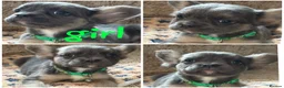 French Bulldog dogs for sale: Reduced 4 fluffy frenches both injections. - Advert 15