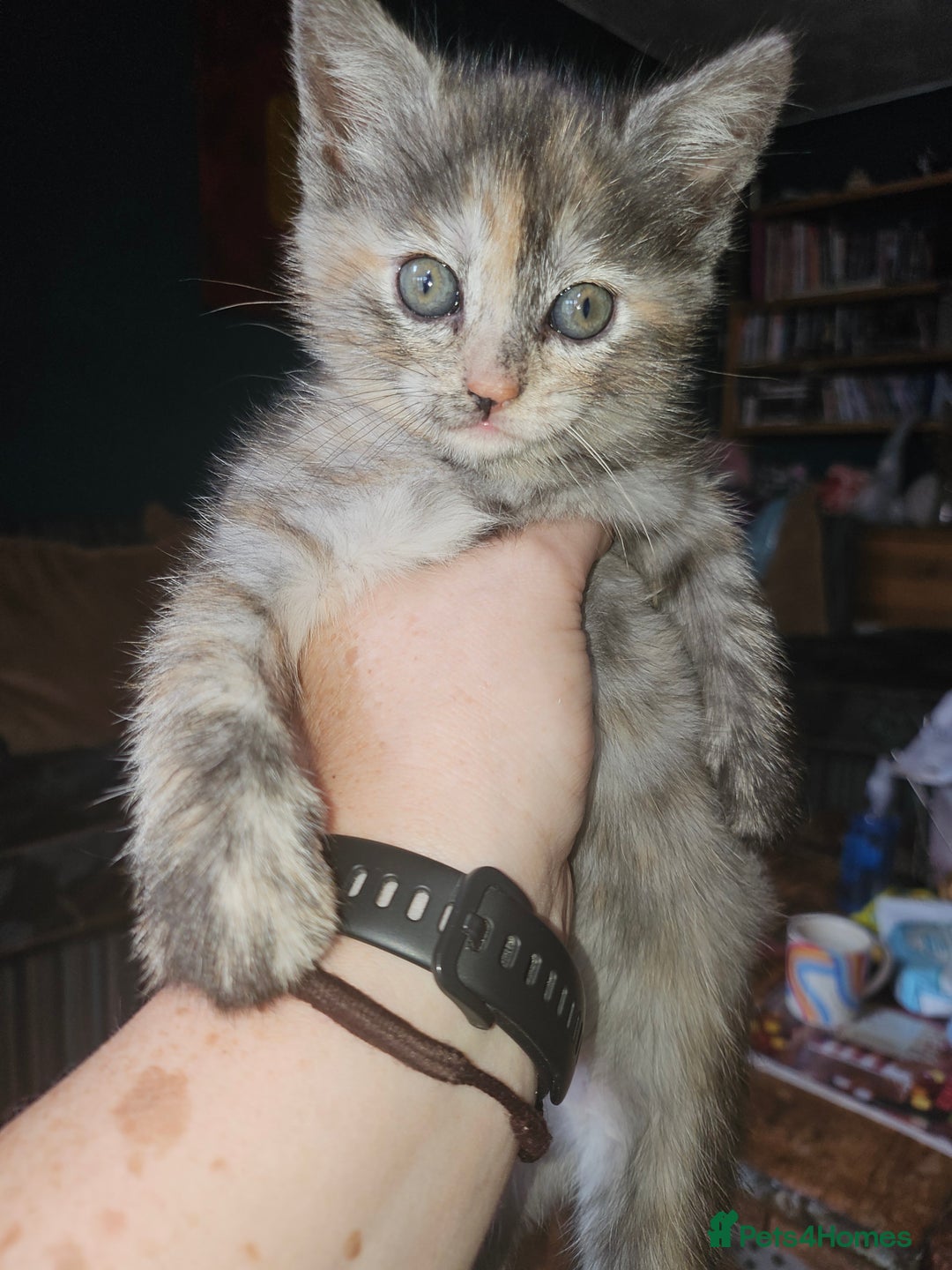 Mixed Breed cats for sale: Quarter persian fluffy kittens for sale - Image 19