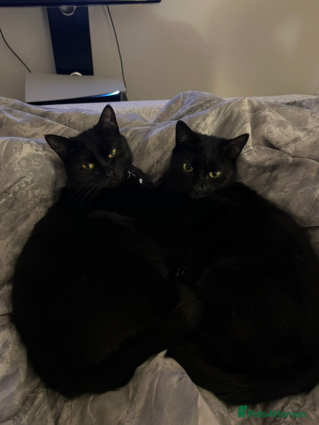 Bombay cats for sale: 2 female cats - Image 6