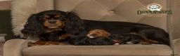 Cavapoo dogs for sale: DONNAJAYS 💫 exceptional F1 Toy Cavapoo babies  in Stafford - Advert 1