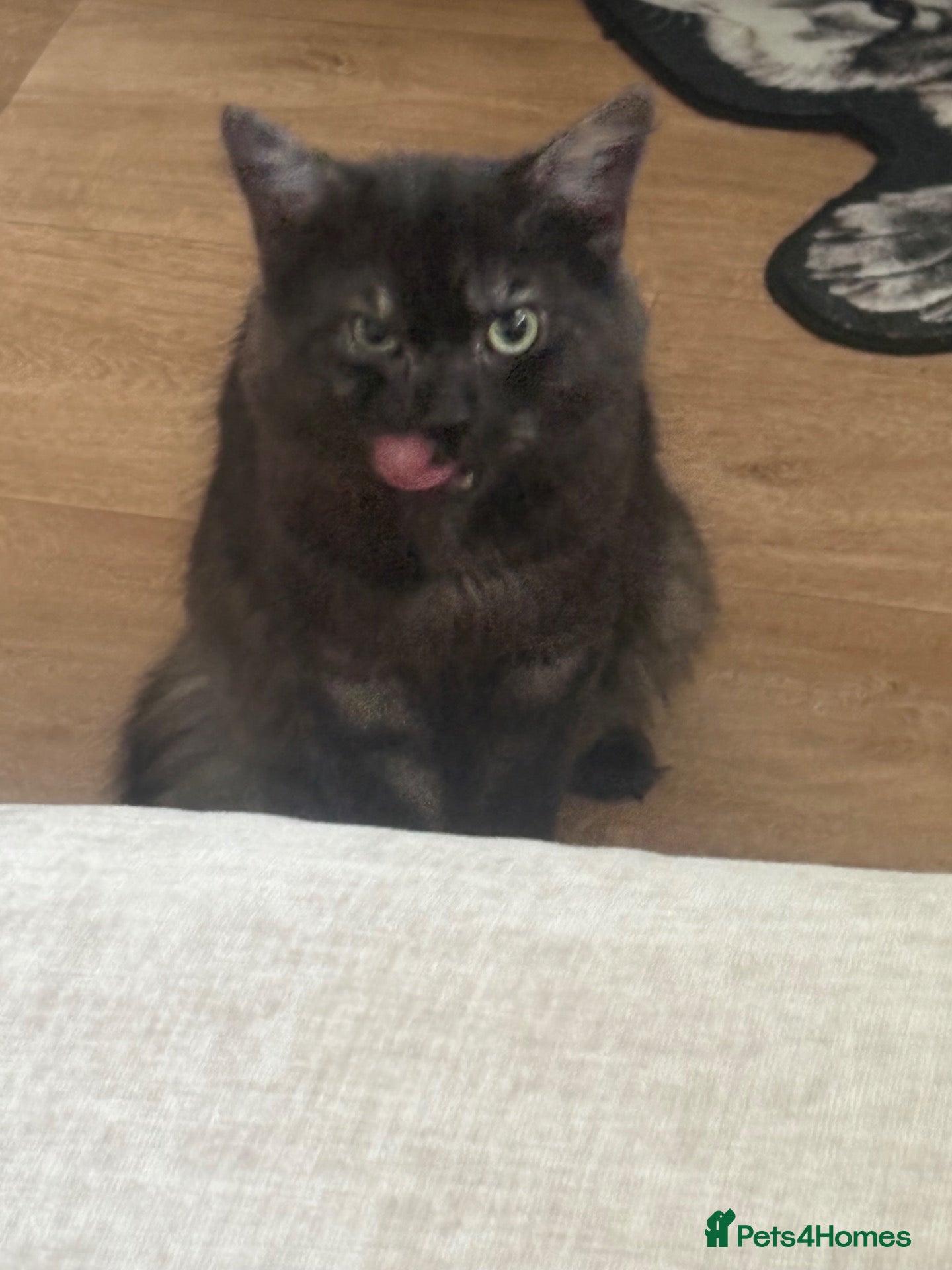 Persian cats He's is Alfa  - Advert 3