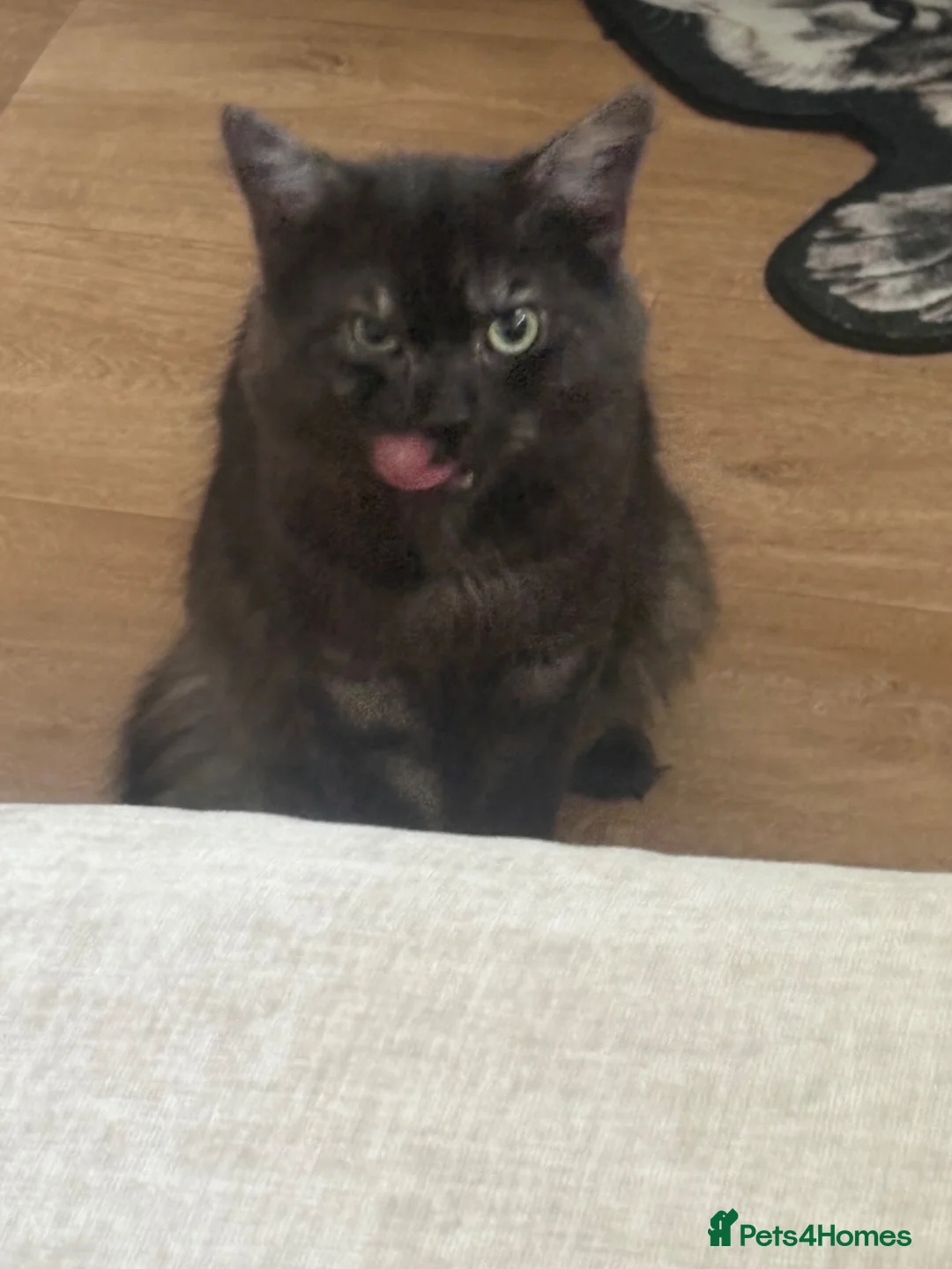 Persian cats for sale: He's is Alfa  - Advert 1