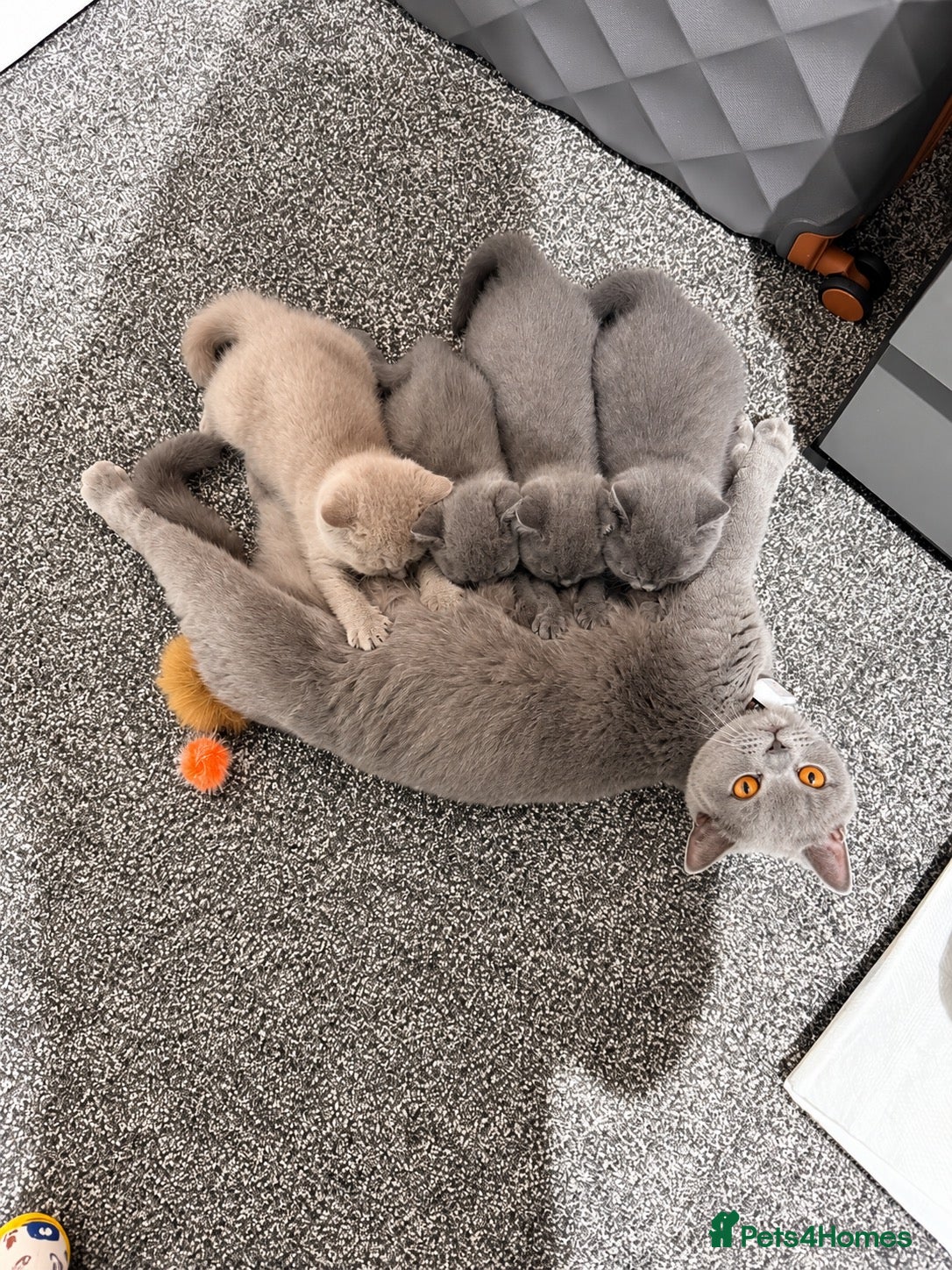 British Shorthair cats Beautiful British Shorthair Kittens - Advert 11