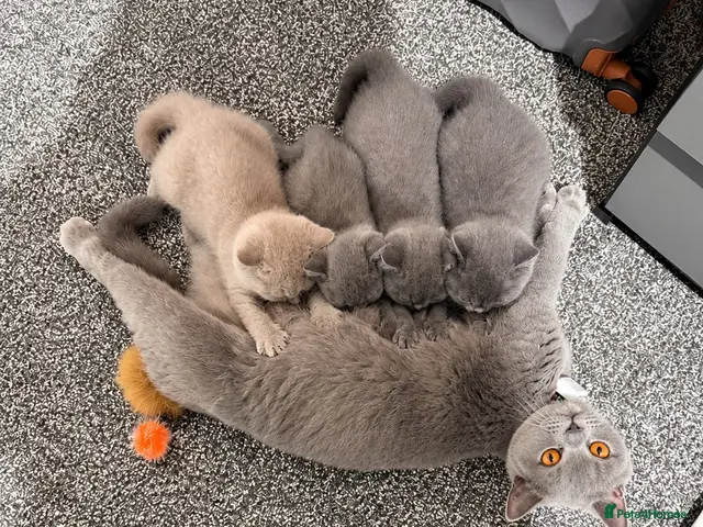 British Shorthair cats Beautiful British Shorthair Kittens - Advert 11
